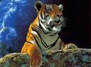 Avatar de tiger