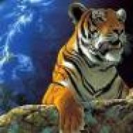 tiger