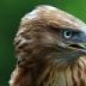 halcon