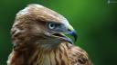 Avatar de halcon